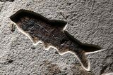 Fossil Palm and Fish Mural - Insect Predation On Palm! #380234-4